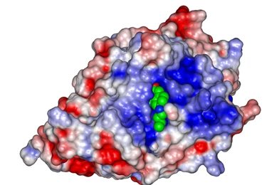 Revolutionizing Cancer Treatment: Dual-Action Immunotherapy Candidate Shows Promise